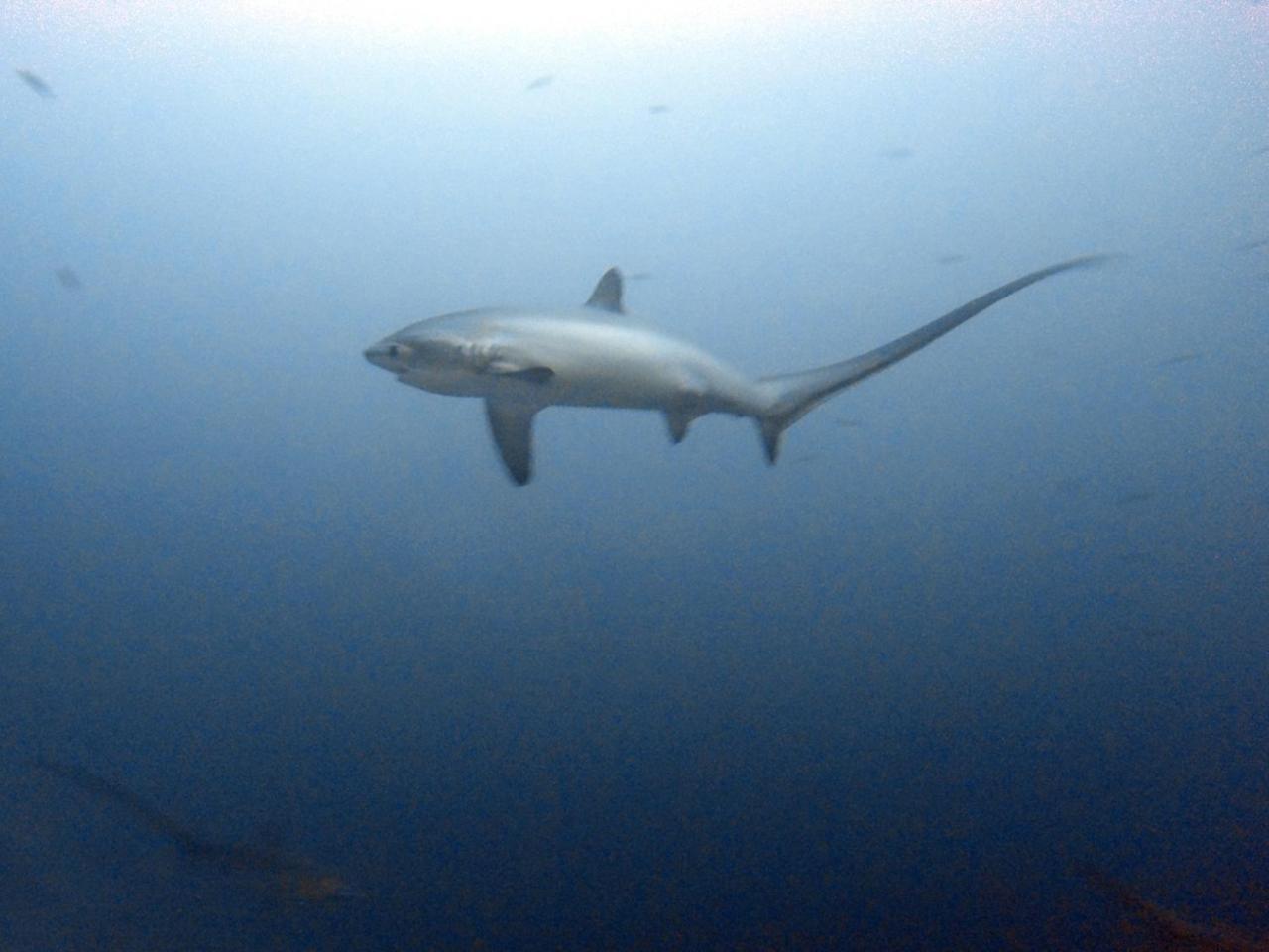 Hotel The Shark'S Tail Dive Center Daanbantayan Esterno foto